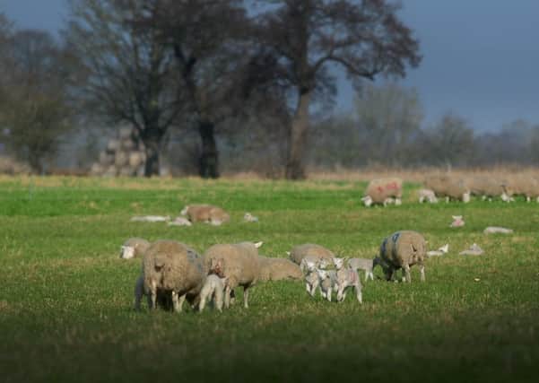 NFU Mutual fielded insurance claims worth more than £5.2m from UK farmers for dog attacks on livestock between 2015 and 2018. Picture by Simon Hulme.