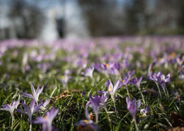 A sudden cold spell could kill off flowering plants, which are a source of nectar for insects. Picture by Aaron Chown/PA Wire.