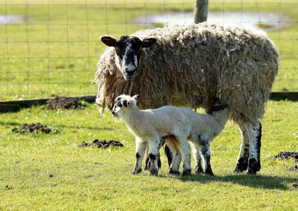 The sheep sector stands to save £24m a year if the old tooth method of aging lambs is replaced by a fixed date rule, the farming industry maintains. Picture by Frank Reid.