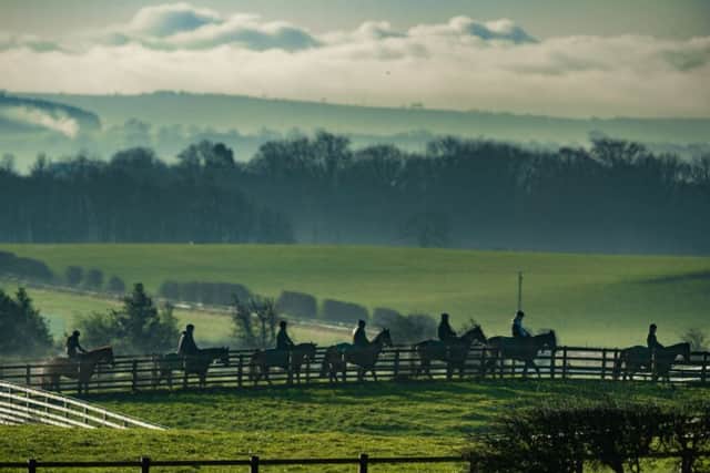 Horses on the gallops at Phil Kirby's North Yorkshire stables.