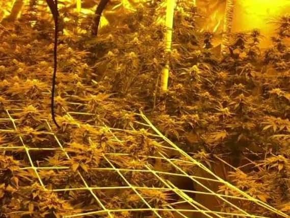 A large cannabis farm has been found in Shipley. Photo credit: West Yorkshire Police @WYP_BingleyPC