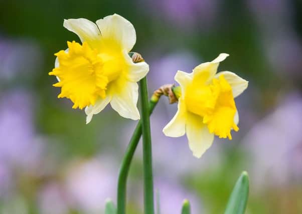 Swapping your tulips for daffodils may help prevent damage to displays from hungry deer in the garden, horticultural experts have suggested.