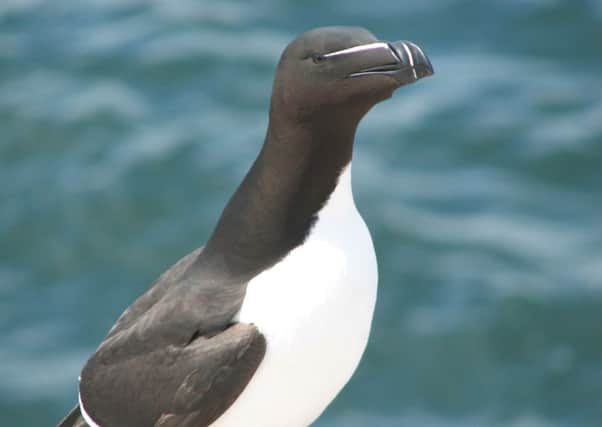 A razorbill, photographed by Anthony Hurd.