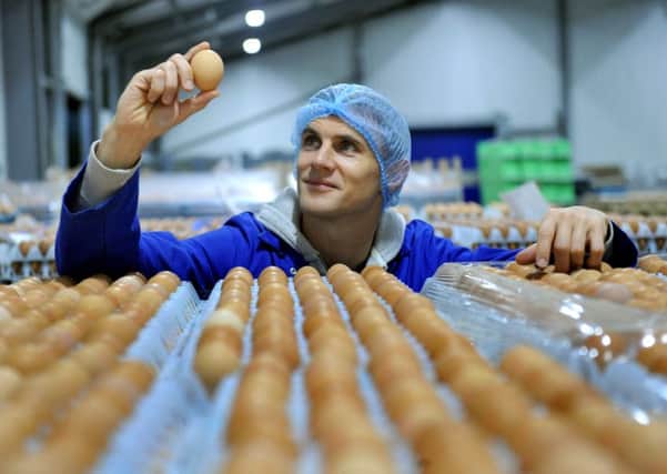 Adrian Potter with rows of eggs in trays at James Potter Eggs at Catton near Thirsk.