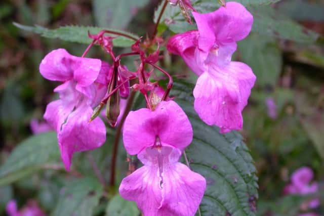 Himalayan Balsam. Picture: Ray Woods/Plantlife