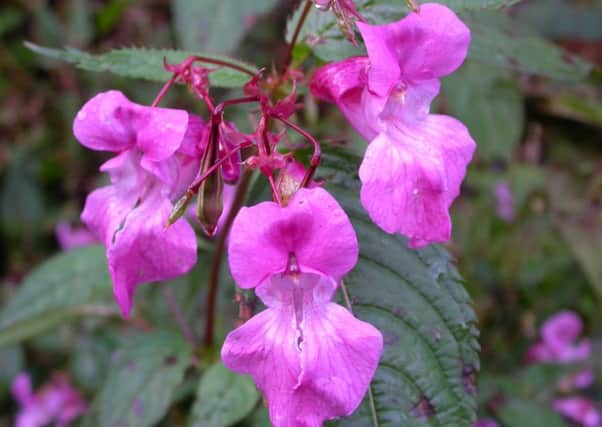 Himalayan Balsam. Picture: Ray Woods/Plantlife