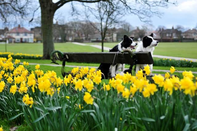 Daffodils on The Stray in Harrogate.
 Picture: Gerard Binks
