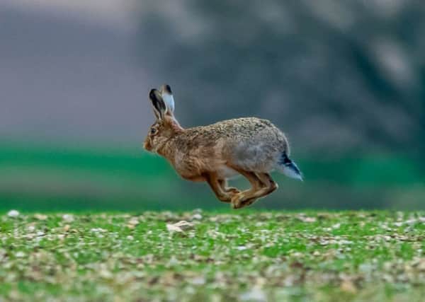A Brown Hare makes it's escape as it runs, hops, and jumps over an arable field near Garton-0n-The-Wolds, East Yorkshire. Camera Details:  Camera Nikon D5 Lens, Nikon 300mm, with a Nikon 1.4 Teleconverter. Shutter Speed, 1/1000sec Aperture, f/5.6 ISO, 2000