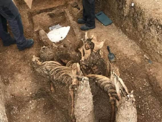 The horse skeletons were buried to look as if they were leaping out of the grave
