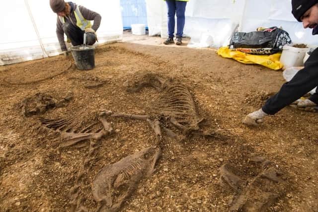 Two horse skeletons and in the background a chariot wheel discovered during a dig in Pocklington