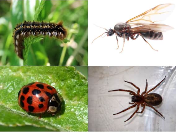 Some of the insects you can expect in 2019 - and when