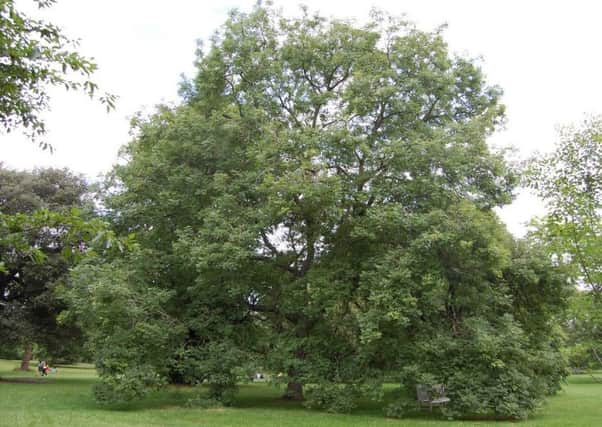 Ash trees are under threat from die-back, a fungal disease which was first detected in Britain in 2012, having been discovered in Poland in 1992.