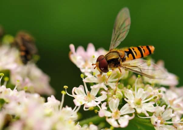 Research by Centre for Ecology and Hydrology has shown that wild bees and hoverflies have suffered widespread losses in the UK. Picture by Lucy Hulmes/CEH/PA Wire
.
