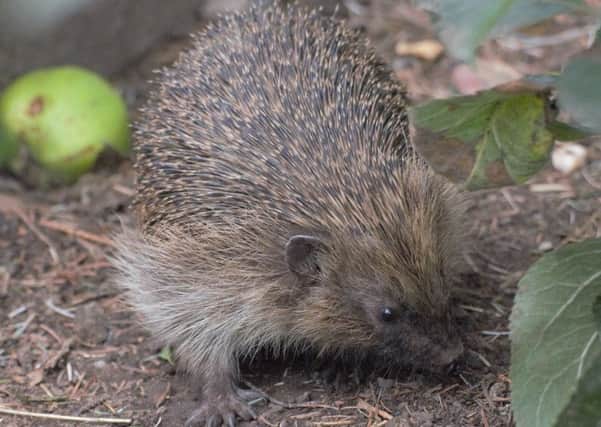 There are concerns about the future of hedgehogs in this country.