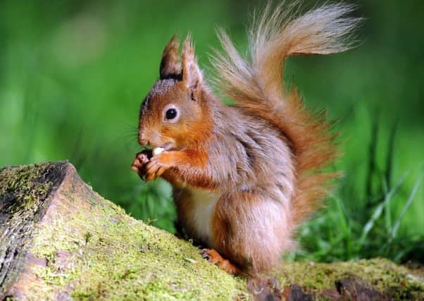 A red squirrel in woods near Hawes in the Yorkshire Dales. Picture by Tony Johnson.