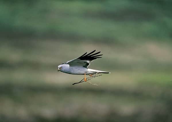 An adult male hen harrier carrying a twig in flight. The species is threatened with extinction in England. Picture courtesy of RSPB.