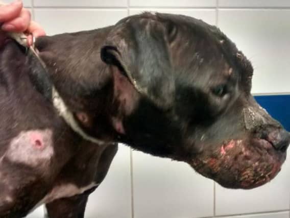 Staffie Kali was rescued as part of a dog fighting investigation after she was found cowering in a garden. Photo credit: RSPCA.