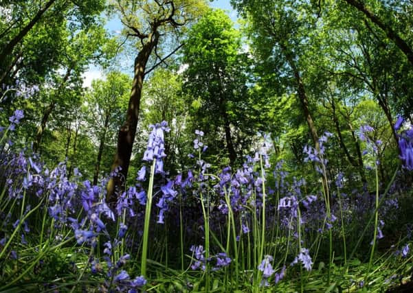 Bluebells are appearing an average of five days earlier than they were 50 years ago, according to the Woodland Trust. Picture by Scott Merrylees.