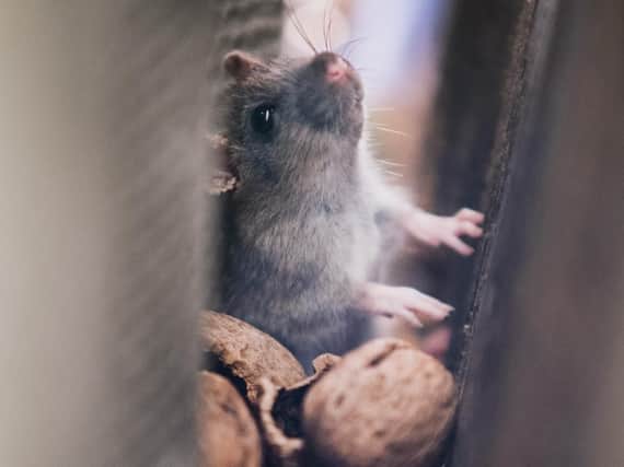 Vermin: Rats were one of the leading causes of requests to the Harrogate Borough Council pest control services over the last four years.