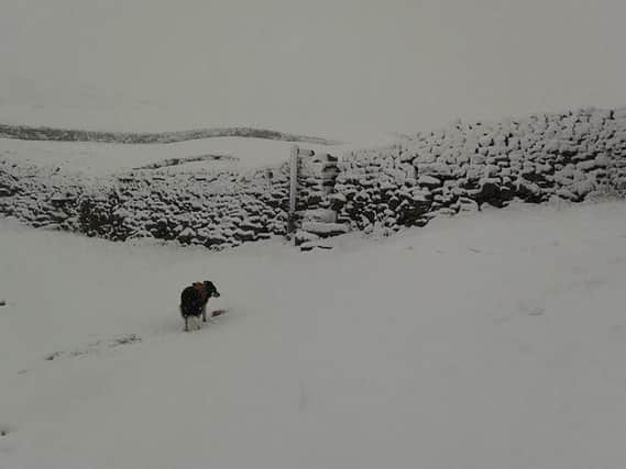 The snowy scenes in the Yorkshire Dales today. Photo: Swaledale Mountain Rescue