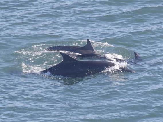 A pod (family) of Scottish dolphins were seen off Bridlington (Flamborough Bird Observatory)