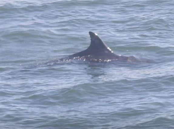 It's the furthest south the Moray Firth dolphins have ever been recorded (Flamborough Bird Observatory)