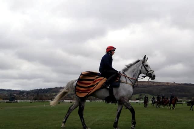 Grand National contender Lake View Lad on the gallops at Cheltenham - the grey is a first runenr in the world's greatest steeplechase for trainer Nick Alexander.