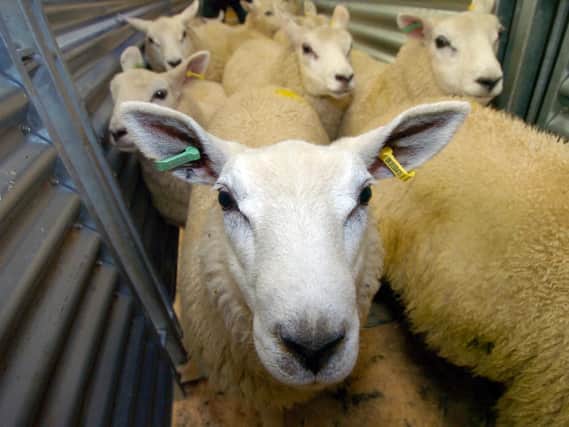 A pregnant sheep has been shot and killed in Yorkshire.