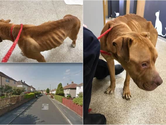 A starved and extremely skinny dog was found wandering the streets in West Yorkshire. Photo credit: RSPCA