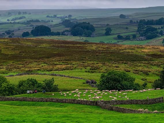 Bridging payments worth 75 per cent of support payment claim values will be paid to farmers awaiting outstanding monies under the 2018 Basic Payment Scheme and Countryside Stewardship Scheme from Friday. Picture by James Hardisty.
