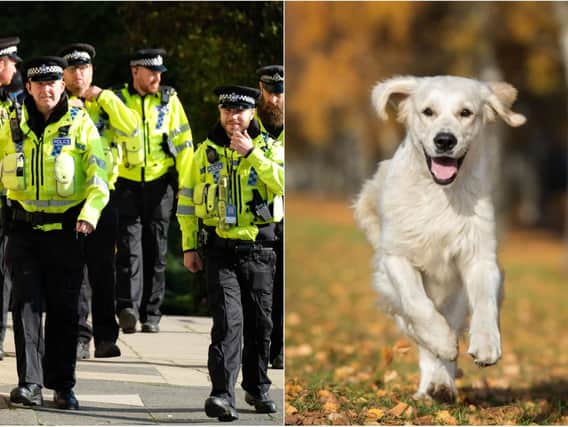 More than 250 dogs have been stolen in Leeds in two years - and 96% of them were never found again.