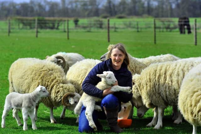 Debbie Wardell of Ryedale Rare and Native Breeds near Pickering with a new born Whitefaced Woodland lamb and ewes.