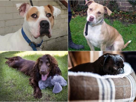 These are the top 10 most stolen dog breeds in Yorkshire, according to police data