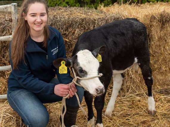 Agriculture student Laura Isherwood, 17, with a British Blue X Holstein calf at Askham Bryan College. Picture by Kate Mallender.