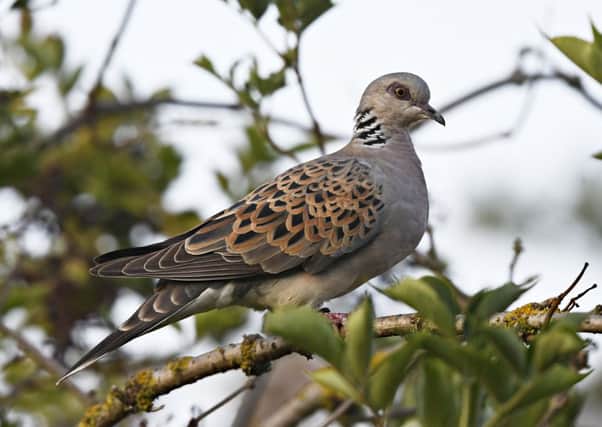 Turtle dove Streptopelia turtur, adult perched in elderberry, Titchwell RSPB Nature Reserve, Norfolk, September. Picture: Richard Brooks