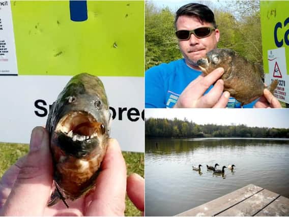 The two piranhas were caught in a lake in Yorkshire. Photo: SWNS