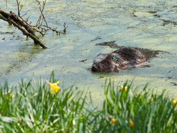 One of the newly released Eurasian beavers in a pond at Cropton Forest near Pickering. Picture by Forestry England/Sam Oakes.