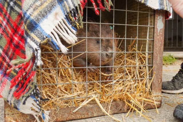 A pair of beavers have been brought to Cropton Forest for a five-year study into their effects on flood management measures. Picture by Forestry England/Sam Oakes.