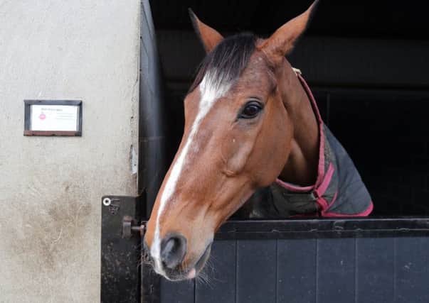 Trainer Phil Kirby says Don Poli could return to  Ireland for the forthcoming Punchestown Festival.