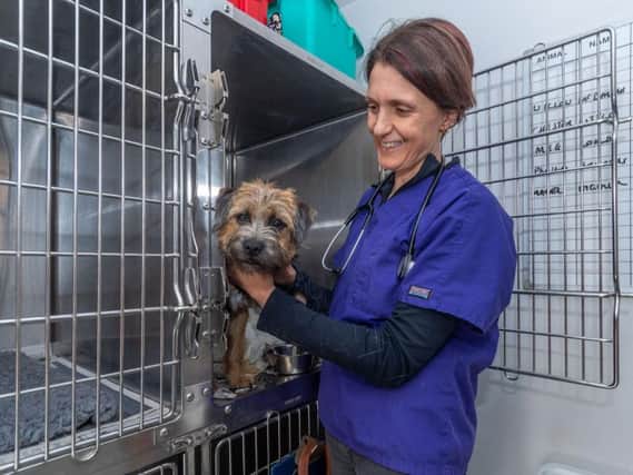 Vet Anne Norton - wife of The Yorkshire Vet TV star Julian Norton, at Rae, Bean & Partners Veterinary Surgery in Boroughbridge - pictured caring for Peggy.