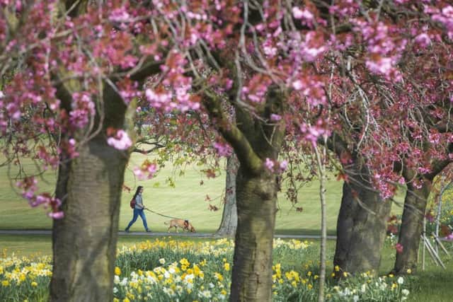 A woman walks a dog along a path lined with cherry blossoms in Harrogate, as Britain sees warmer spring weather this week.