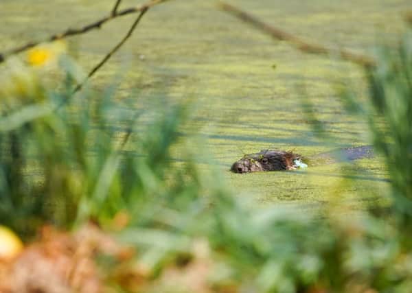Beavers are being introduced to rivers near Pickering to help turn the tide when it comes to flooding.