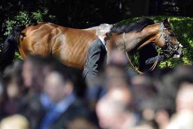 Crowds watch superstar racehorse Frankel in the pre-parade ring at York in August 2012.