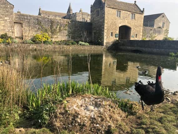 Sebastian the swan stood next to the empty nest where Sylvia the stolen swan had been protecting her egg. Photo: Markenfield Hall