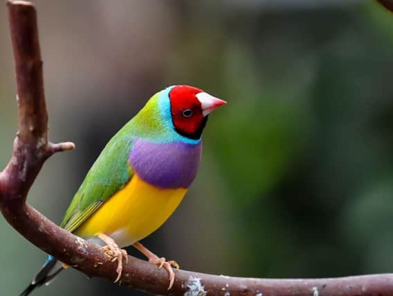 The red-headed Gouldian finch