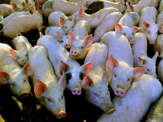 Stock image: Around 80 pigs were killed after a fire broke out at a barn in North Yorkshire on Wednesday, the fire service have said.