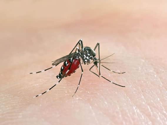 Asian tiger mosquitoes could be attracted to the UK. Photo: Shutterstock.