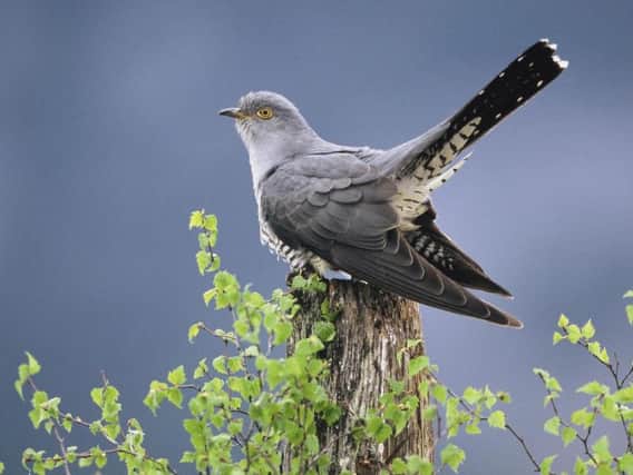 Numbers of cuckoos have fallen by 65 per cent since the early 1980s, according to the British Trust for Ornithology. Picture: Mark Hamblin/RSPB/PA Wire.