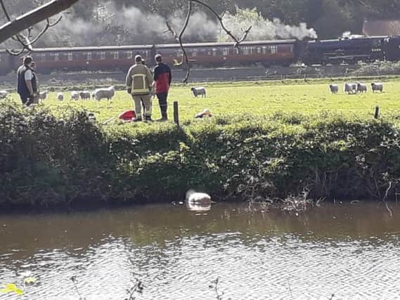 Fire crews rescued the large sheep which had become stuck in the middle of the river Esk.