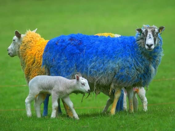 Sheep painted in Tour de Yorkshire colours at Little Smeaton